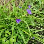 Tradescantia virginiana Hábitos