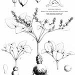 Dioscorea pyrenaica Blomst
