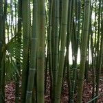 Phyllostachys reticulata Rinde