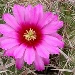 Echinocereus brandegeei