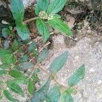 Euphorbia hypericifolia برگ