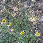 Leucanthemum monspeliense Flower