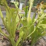 Microsorum punctatum Blatt