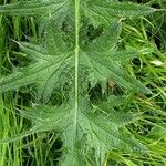 Cirsium ferox Leaf