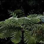 Cyathea arborea Leaf