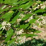 Buddleja auriculata Bloem