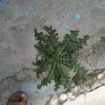 Crepis bursifoliaЛист