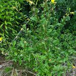 Oenothera rubricaulis Habit