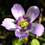 Eustoma exaltatum Cvet
