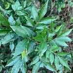 Trichilia elegans Leaf