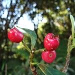 Syzygium tripetalum Fruit