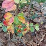 Cotoneaster simonsii Blad