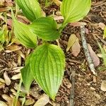 Hosta plantagineaBlatt