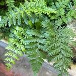 Asplenium balearicum Blad