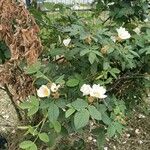 Rosa villosa Leaf