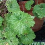 Pelargonium odoratissimum Leaf