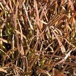 Plantago crassifolia Hoja