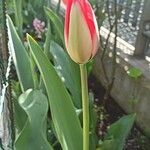 Tulipa agenensis Blomma