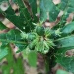 Psychotria globosa Fruto