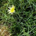 Tragopogon dubius Blüte