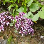 Pericallis aurita Blomma