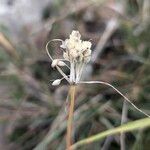 Allium paniculatum Плод