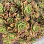 Aeonium leucoblepharum Hoja