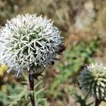 Echinops sphaerocephalusFlower