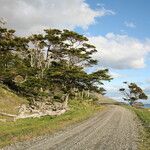 Nothofagus betuloides Habit