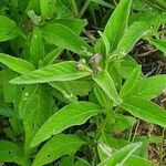 Gutenbergia boranensis Leaf