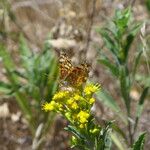 Euthamia occidentalis Hábitos