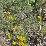 Zinnia grandiflora Habitat