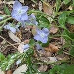 Veronica orsiniana Fiore