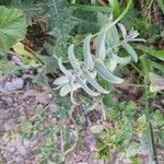 Nonea vesicaria Hoja