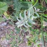 Nonea vesicaria Blatt