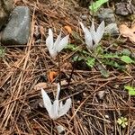 Cyclamen creticum Flower