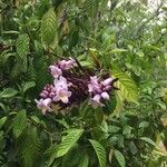 Phlogacanthus turgidus 花