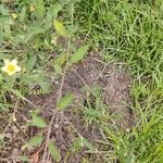 Sida spinosa Φύλλο