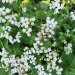 Ageratina altissimaFlower