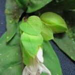 Herpetacanthus panamensis ফল