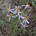 Galatella sedifoliaFlower