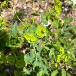 Euphorbia segetalis Leaf