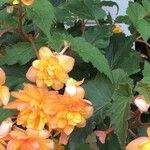 Begonia evansiana Habitat