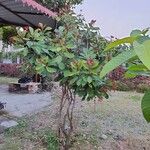 Jatropha integerrimaFlower