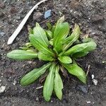 Isatis tinctoria Plante entière