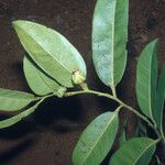 Diospyros cayennensis Leaf