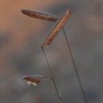 Bouteloua gracilis Hedelmä