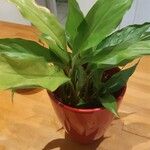 Spathiphyllum floribundum 形態