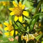 Bidens cernuaFlower