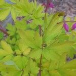 Dicentra spectabilis Hoja